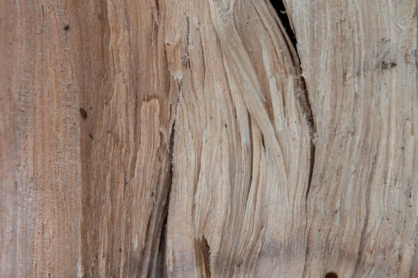 De textuur en vezels van het hout komen van dichtbij. Achtergrond van hout — Stockfoto
