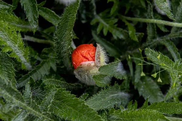 Flor de papoula florescente com gotas de chuva sobre ele. Grande jardim casa quadro — Fotografia de Stock