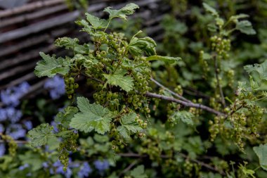 Genç yeşil frenk üzümlü dallar. Kış için ev ödevi.