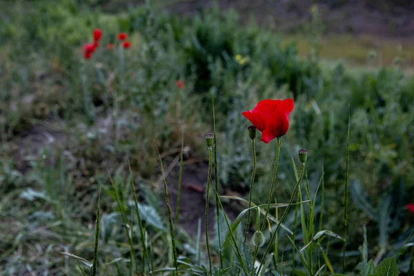 Дика червона макова квітка. Фон самотньої рослини — стокове фото