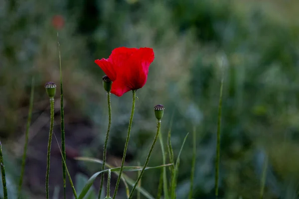 野生の赤いケシの花。孤独な植物の背景 — ストック写真