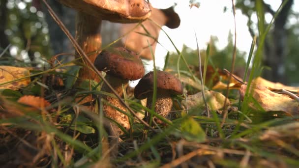 Mulher à procura de cogumelos na floresta. Movimento lento . — Vídeo de Stock