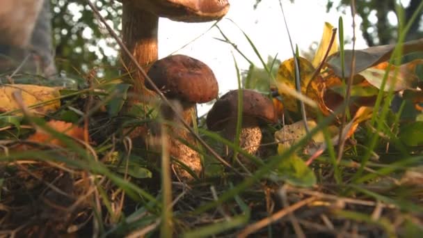 Mushrooming in the forest. — Stock Video