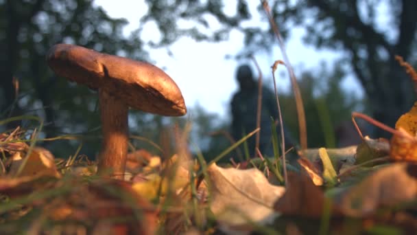 Mushrooming en el bosque. Movimiento lento . — Vídeo de stock