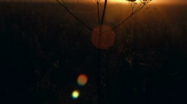 Sonbahar sisli sabahı. Güneş doğuyor. Dikey pan.