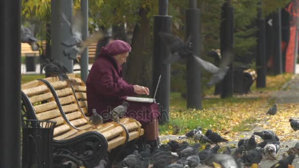 Babička je psaní na notebooku obklopený vrabci a holubi. Zpomalený pohyb. — Stock video
