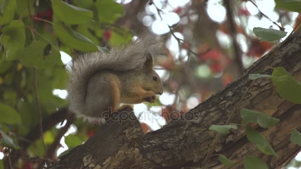 Écureuil sur l'arbre. — Video