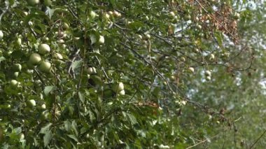 Elma büyüyor. Yatay pan. Odak içinde / dışarı focus.