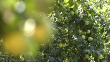 Elma büyüyor. İki elma yakın çekim. Odak içinde / dışarı focus.