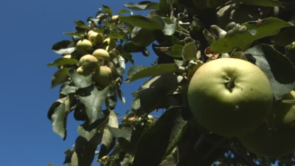 Apfelbaum. Äpfel anbauen. — Stockvideo