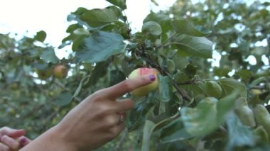 Malzeme çekme elma. Ağır çekim.