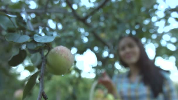 リンゴを収穫します。スローモーション. — ストック動画