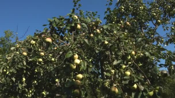 Appels plukken. 2 shots. Slow motion. — Stockvideo