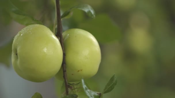 Collect apples.  Slow motion. — Stock Video