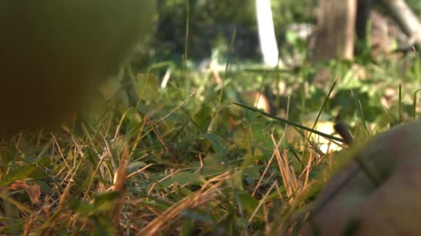 Apfel auf dem Gras. Äpfel Nahaufnahme. — Stockvideo