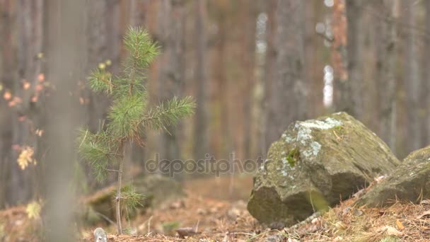 Silhuett av en flicka i skogen. — Stockvideo