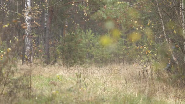 Spacer w jesiennym lesie. — Wideo stockowe