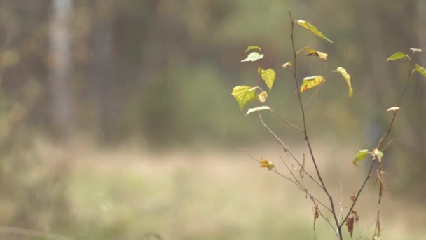 Silueta de una chica en el bosque. — Vídeos de Stock