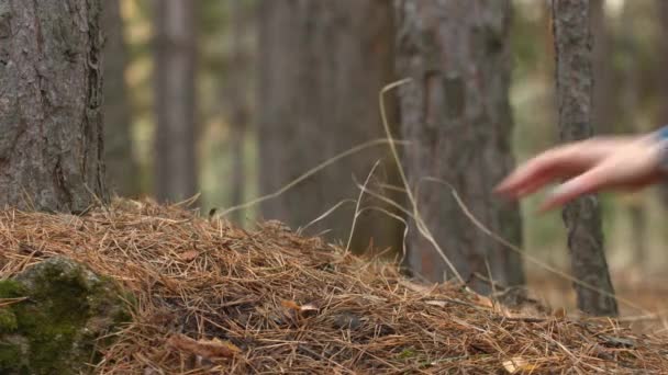 Lyssna på ljudet av skogen. — Stockvideo