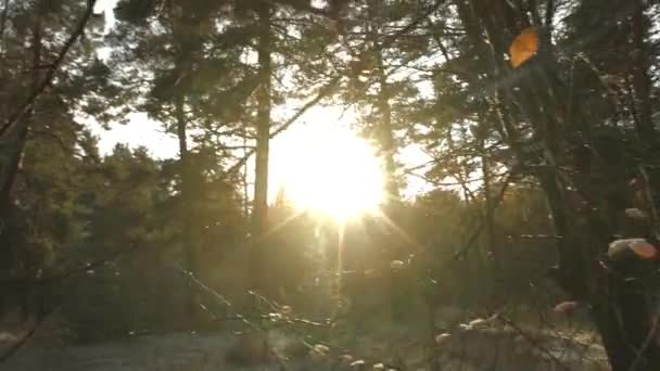 Deshielo en el bosque de pinos . — Vídeos de Stock