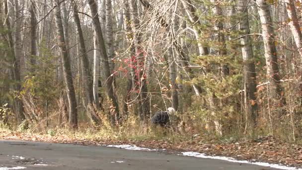 De man trok een meisje uit het bos op de weg. — Stockvideo