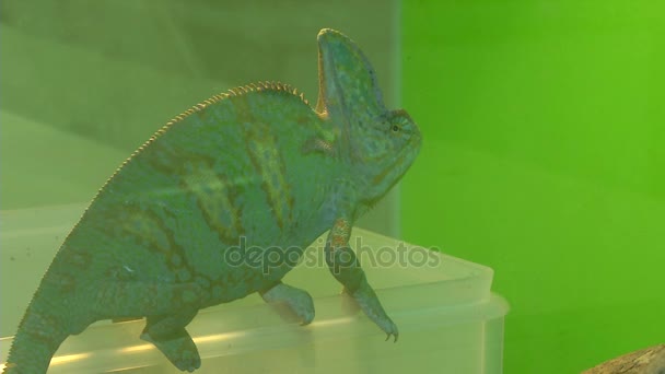 Chameleon op een groene achtergrond. 2 shots. — Stockvideo