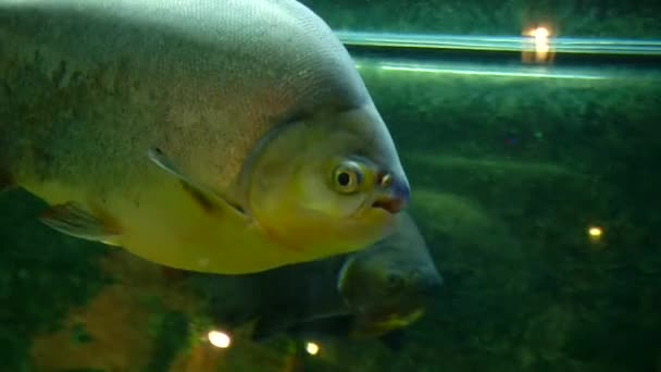 Colossoma macropomum. Un paio di pacu marroni galleggiano nell'acquario . — Video Stock