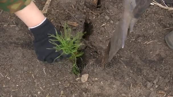 Planting a seedling of pine. 2 Shots. — Stock Video