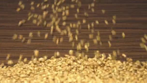 Cereali di grano su uno sfondo di legno marrone. Due colpi. Al rallentatore. Padella orizzontale. Primo piano . — Video Stock