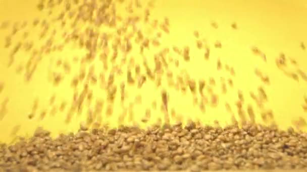 Pšeničná zrna na žlutém podkladu. 2 výstřely. Zpomalený pohyb. Vodorovný posun. Detail. — Stock video