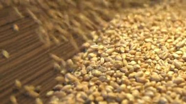 Buğday taneleri kahverengi ahşap arka plan üzerinde. 2 tekila. Ağır çekim. Yatay pan. Yakın çekim.