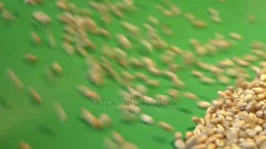 Buğday taneleri yeşil bir arka plan üzerinde. 2 tekila. Ağır çekim. Yatay pan. Yakın çekim.