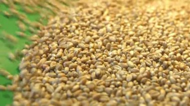 Buğday taneleri yeşil bir arka plan üzerinde. 2 tekila. Ağır çekim. Dikey pan. Yakın çekim.