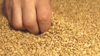 Buğday taneleri. 2 tekila. Ağır çekim. Yatay ve dikey pan. Yakın çekim.