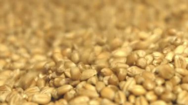 Buğday taneleri. 2 tekila. Ağır çekim. Yatay pan. Yakın çekim.