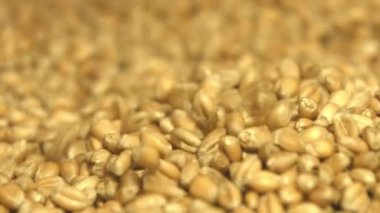 Buğday taneleri. 2 tekila. Ağır çekim. Yatay ve dikey pan. Yakın çekim.
