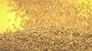 Buğday taneleri sarı bir arka plan üzerinde. 2 tekila. Ağır çekim. Dikey pan. Yakın çekim.
