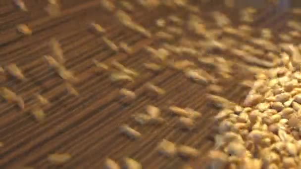 Cereali di grano su uno sfondo di legno marrone. Due colpi. Al rallentatore. Padella verticale. Primo piano . — Video Stock