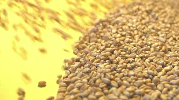 Wheat grains on a yellow background. 2 Shots. Slow motion. Horizontal pan. Close-up. — Stock Video