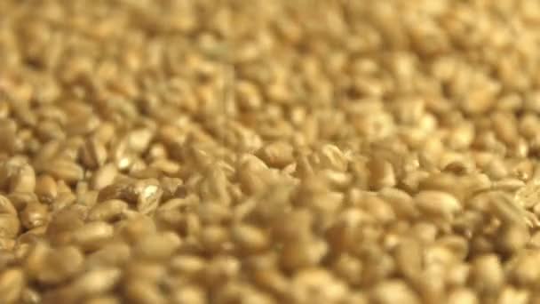 Cereali di grano. Due colpi. Al rallentatore. Padella verticale e orizzontale. Primo piano . — Video Stock