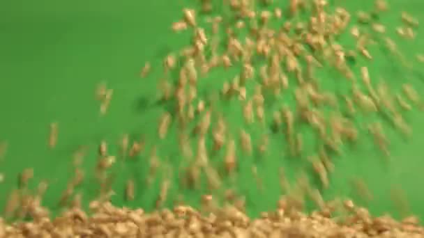 Pšeničná zrna na zeleném pozadí. 2 výstřely. Zpomalený pohyb. Vodorovný posun. Detail. — Stock video