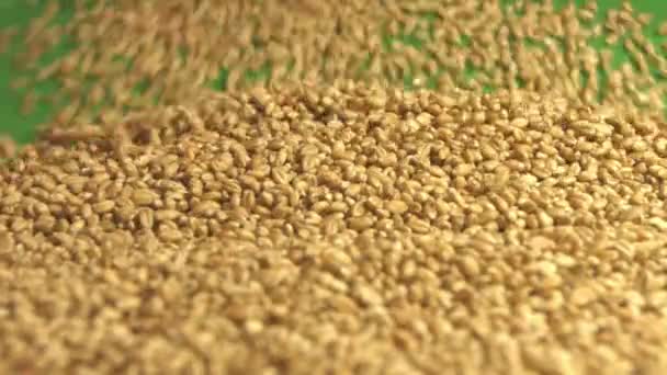 小麦籽粒的绿色背景。2 次射门。慢动作。垂直泛。特写. — 图库视频影像