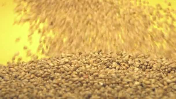 Pšeničná zrna na žlutém podkladu. 2 výstřely. Zpomalený pohyb. Vertikální posun. Detail. — Stock video