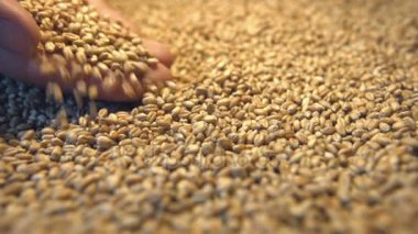 Buğday taneleri. 2 tekila. Yatay pan. Yakın çekim.