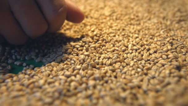 小麦籽粒。2 次射门。水平和垂直泛。特写. — 图库视频影像