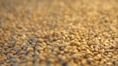 Buğday taneleri. 2 tekila. Dikey ve yatay pan. Yakın çekim.