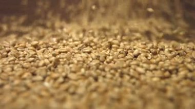 Buğday taneleri kahverengi ahşap arka plan üzerinde. 2 tekila. Dikey pan. Yakın çekim.