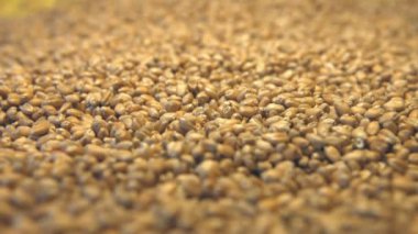 Buğday taneleri sarı bir arka plan üzerinde. 2 tekila. Yatay pan. Yakın çekim.