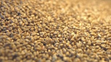 Buğday taneleri yeşil bir arka plan üzerinde. 2 tekila. Yatay pan. Yakın çekim.