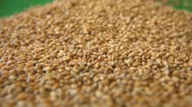 Buğday taneleri yeşil bir arka plan üzerinde. 2 tekila. Yatay pan. Yakın çekim.